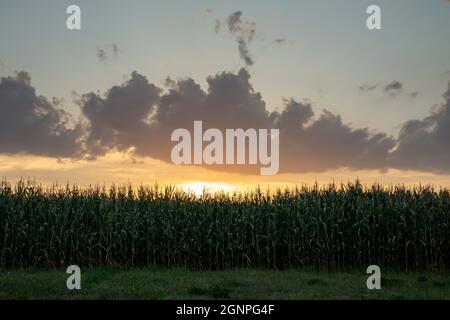 Europe, Luxembourg, Greiveldange, coucher de soleil derrière les champs de maïs dans la région de la Moselle à Hettermillen Banque D'Images