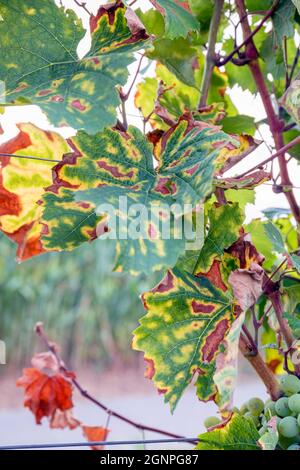 Europe, Luxembourg, près de Greiveldange, feuilles de vigne dans la région de la Moselle Banque D'Images