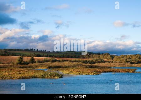 Loch Kinnordy, réserve de la RSPB Kirriemuir, Angus, Scotland, UK Banque D'Images