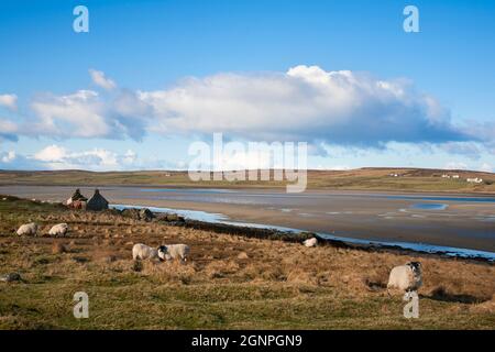 Loch Gruinart, réserve naturelle RSPB, Islay, Ecosse, Royaume-Uni Banque D'Images