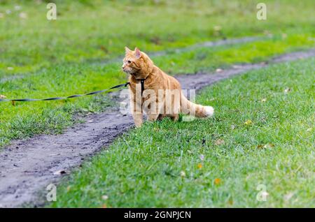 Un chat rouge sur une laisse marche sur l'herbe verte. Banque D'Images