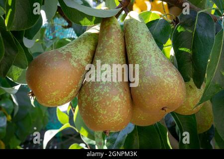Mûre Conférence poires accrochées dans un arbre en automne gros plan Banque D'Images