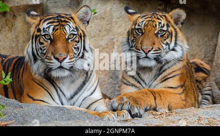 Vue portrait du tigre de Sumatran (Panthera tigris sumatrae) - mère et cub Banque D'Images