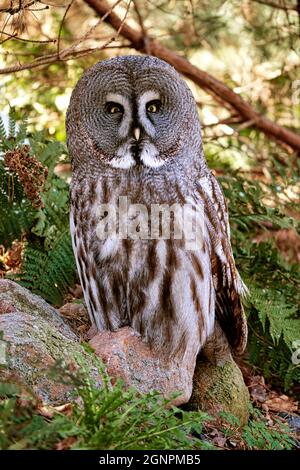 un hibou barré du zoo. le regard est dirigé vers le spectateur. beau plumage et yeux brillants Banque D'Images