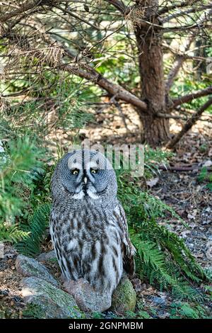 un hibou barré du zoo. le regard est dirigé vers le spectateur. beau plumage et yeux brillants Banque D'Images