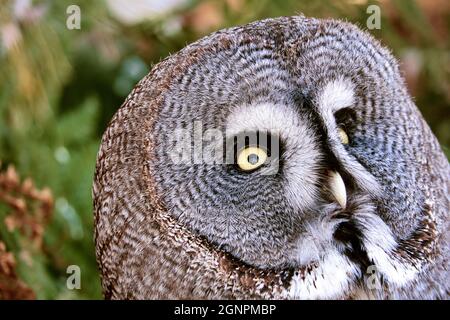 un hibou barré du zoo. le regard est dirigé vers le spectateur. beau plumage et yeux brillants Banque D'Images