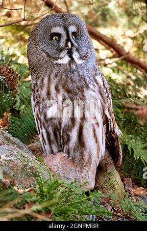 un hibou barré du zoo. le regard est dirigé vers le spectateur. beau plumage et yeux brillants Banque D'Images