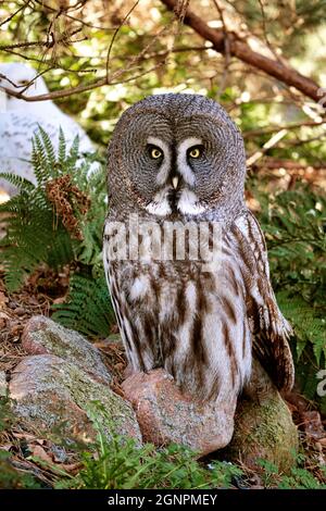 un hibou barré du zoo. le regard est dirigé vers le spectateur. beau plumage et yeux brillants Banque D'Images