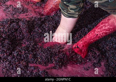 Fermier en train de fouer les raisins de la manière traditionnelle pour la fermentation du vin Banque D'Images