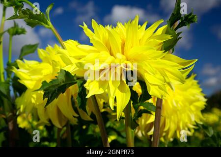 Dahlia, Swan Island dahlias, Canby, Oregon Banque D'Images