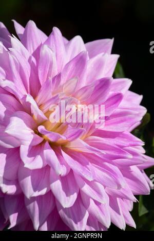 Ferncliff inspiration dahlia, Swan Island Dahlias, Canby, Oregon Banque D'Images