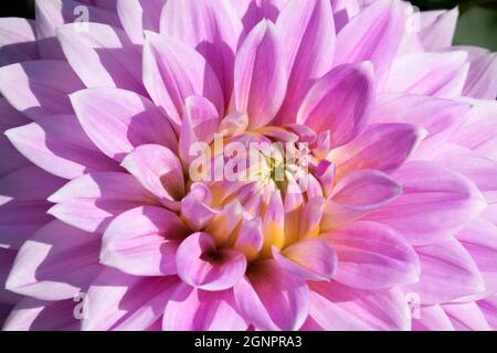 Ferncliff inspiration dahlia, Swan Island Dahlias, Canby, Oregon Banque D'Images