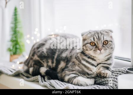 Un chat écossais de pli sur un jour d'hiver se trouve sur le seuil de la fenêtre Banque D'Images