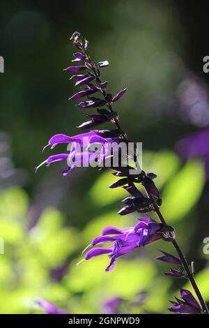 Les couleurs vives d'une seule fleur d'amistad Salvia. Fleurs violettes vibrantes contre le feuillage vert lime. Banque D'Images