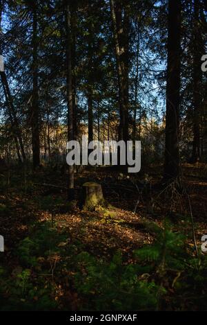Une vieille souche surcultivée avec de la mousse dans une forêt ombragée dense, illuminée par le soleil d'automne chaud. Banque D'Images
