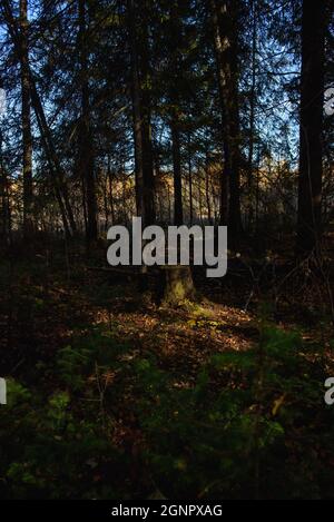 Une vieille souche surcultivée avec de la mousse dans une forêt ombragée dense, illuminée par le soleil d'automne chaud. Banque D'Images
