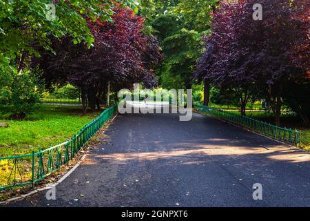 Allée vide dans le parc Cismigiu à Bucarest, Roumanie Banque D'Images