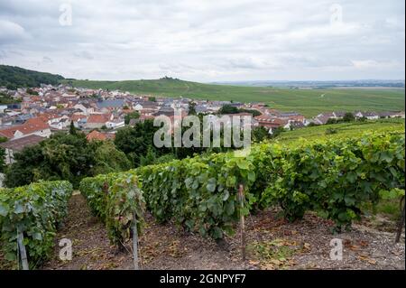 Vue sur le Pinot noir grand vignoble cru de célèbres maisons de champagne de la montagne de Reims près de Verzenay, Champagne, vinification en France Banque D'Images