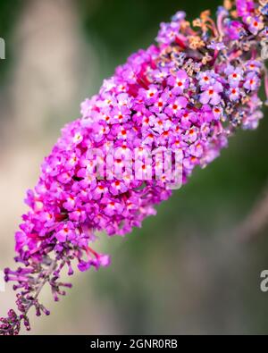 Fleur pourpre sur fond flou, photo de gros plan de fleur pourpre et rose Banque D'Images