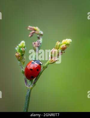 Insecte coccinelle rouge assis sur une fleur, photo en gros plan de Coccinellidae rouge Banque D'Images