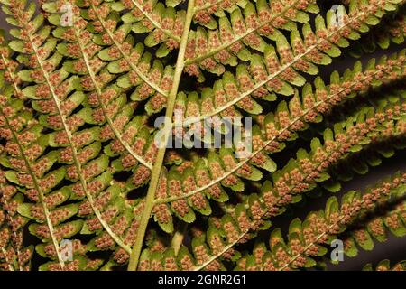 Les spores de Ferns sont produites dans les sporanges sur la face inférieure de la fronde. Les spores ont des flagelles actives qui nagent dans des environnements humides Banque D'Images