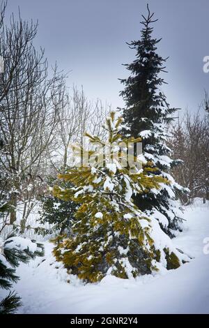 Sapins après une forte chute de neige Banque D'Images