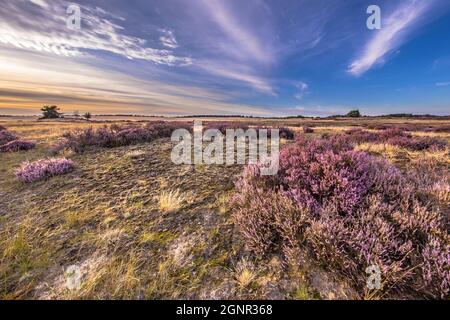 Paysage enchanteur paysage de la lande dans le parc national Hoge Veluwe, province de Gelderland, pays-Bas. Paysage scène de la nature en Europe. Banque D'Images