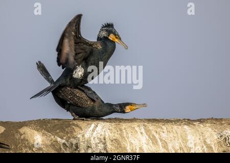 Couple de grands cormorans (Phalacrocorax carbo) se accouplant au lac CSAJ, parc national de Kiskunsagi, Pusztaszer, Hongrie. Février. Ce grand oiseau noir est la base Banque D'Images
