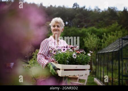 Femme de haut rang fleuriste transportant une caisse avec des fleurs plantées à l'extérieur dans le jardin. Banque D'Images