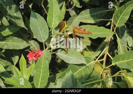 Gros plan de Jatropha integerrima, communément connu sous le nom de peregrina. Banque D'Images