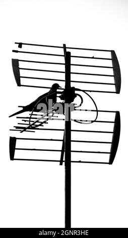 Silhouette d'un pigeon perché sur une antenne de télévision. Image monochrome Banque D'Images