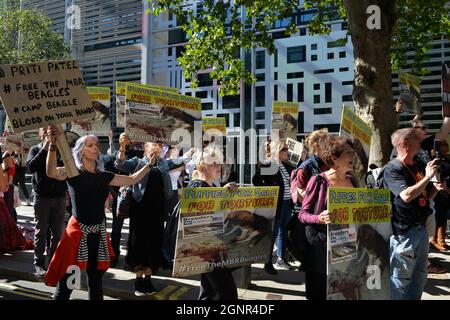 Les manifestants tiennent des pancartes pendant le rassemblement Free the MBR Beagles. Banque D'Images