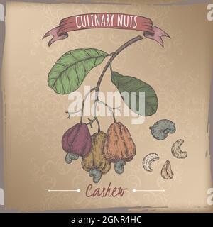 Anacardium occidentale aka branche de noix et noix de cajou croquis de couleur sur fond vintage. Série de noix culinaires. Illustration de Vecteur