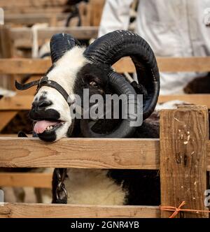 Gros plan d'un bélier Jacob à 4 cornes dans son stylo avec la langue dehors à Masham Sheep Fair en septembre 2021. Face à l'avant. Portrait, espace pour co Banque D'Images