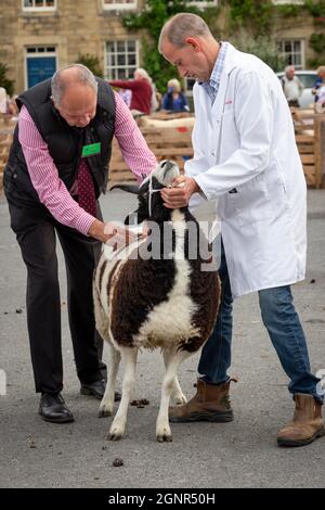 Masham Sheep Fair 2021, , un événement rural traditionnel qui a lieu chaque septembre. Juger d'un mouton Jacob avec le juge vérifiant la qualité de la polaire. Banque D'Images