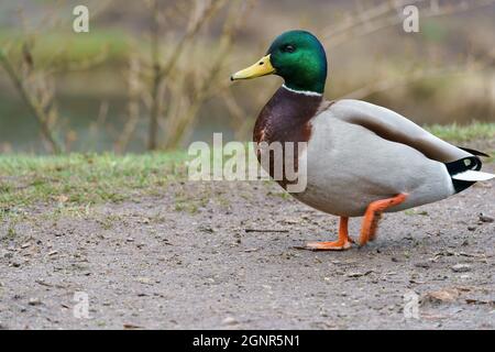 VILNIUS, LITUANIE - 2020 MARS 07. Mallard mâle, anas platyrhynchos, marchant sur la route. Banque D'Images