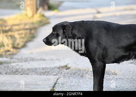 Gros plan d'un chien noir Banque D'Images