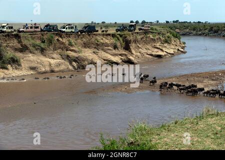 Flétrissement bleu migrateur (Connochaetes taurinus) traversant la rivière Mara, réserve nationale de Masai Mara, Kenya. Banque D'Images