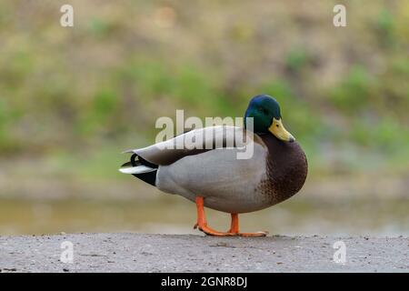 VILNIUS, LITUANIE - 2020 MARS 07. Mallard mâle, anas platyrhynchos, marchant sur la route. Banque D'Images