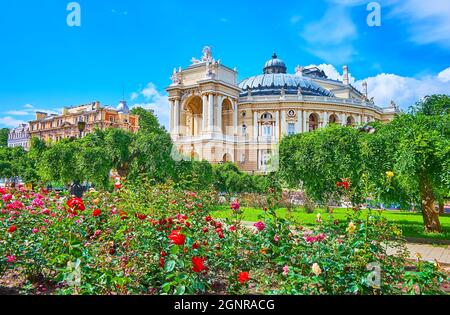 La place du Théâtre verte avec des arbres topiaires et des rosiers lumineux en fleurs avec l'Opéra et le Ballet Theatre en arrière-plan, Odessa, Ukraine Banque D'Images