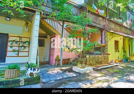 Visitez une ancienne cour typique avec des plantes vertes, des terrasses, des fleurs en pots et des chats locaux, Odessa, Ukraine Banque D'Images