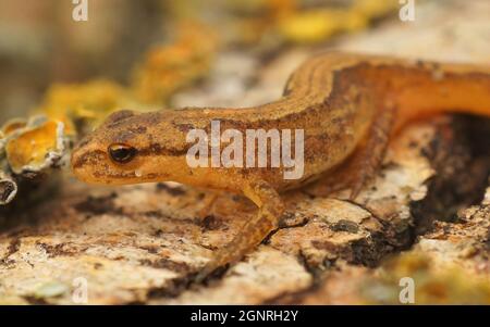 Gros plan sur un sous-adulte Common Smooth Newt , Lissotriton vulgaris Banque D'Images