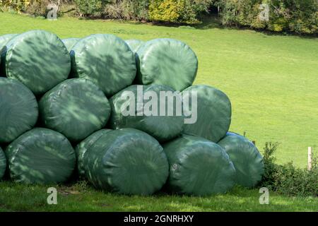 Les agriculteurs ont entreposé des balles d'herbe d'ensilage enveloppée de polyéthylène pour l'alimentation animale du bétail Banque D'Images