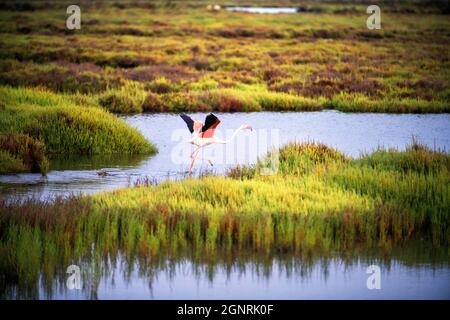 Grand Flamingo Phoenicopterus ruber dans le parc naturel du Delta del Ebre dans le delta de l'Ebre au lever du soleil (province de Tarragone, Catalogne, Espagne). Le Delta Banque D'Images