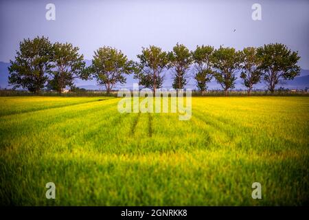 Riz au lever du soleil sur un rizières inondées dans le parc naturel du Delta de l'Ebre (province de Tarragone, Catalogne, Espagne). Le Delta del Banque D'Images