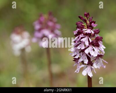 Lady Orchid (Orchis purpurea) Bonsai Bank, Denge Woods, Kent, Royaume-Uni Banque D'Images