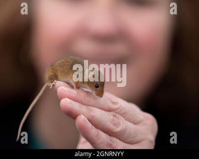 Femme tenant la souris eurasienne de récolte (Micromys minutus) à portée de main, Royaume-Uni Banque D'Images