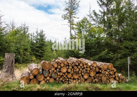 Pile d'arbres hachés dans une forêt bavaroise en attente de transport Banque D'Images