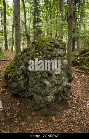 Histoire de la terre: Les chevaux de Basalte, deux roches volcaniques dans la 'forêt tonale' Banque D'Images