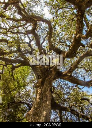 Vue sur les branches d'un grand arbre Marula, Sclerocarya birrea, lors d'une journée ensoleillée dans le parc national Kruger, Afrique du Sud Banque D'Images